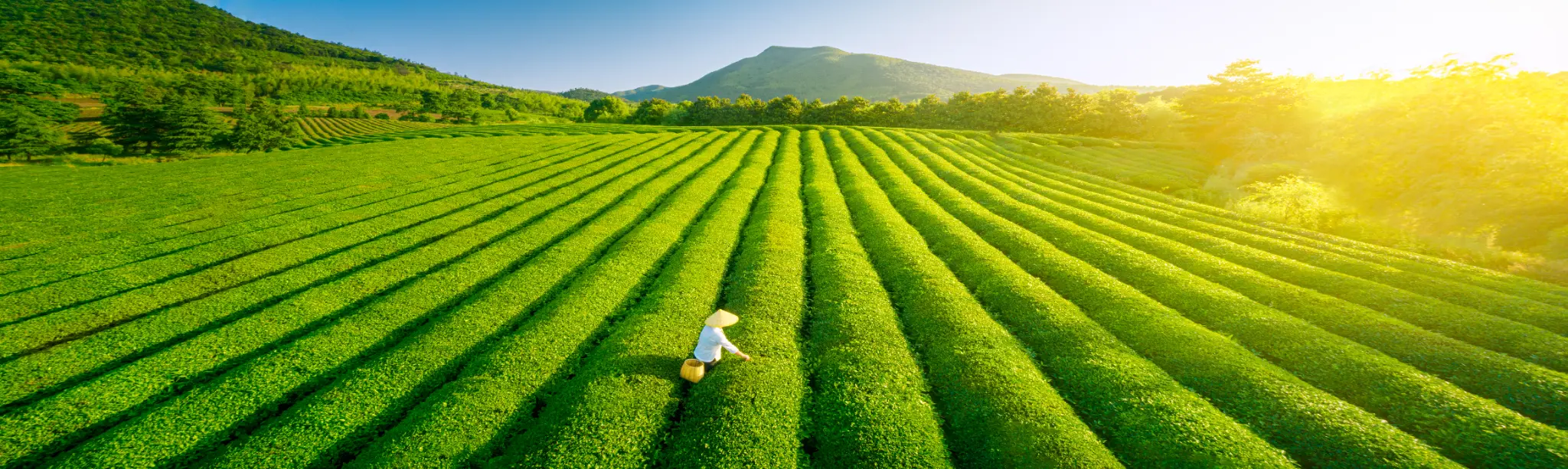 Plantation de thé illustrant les origines et la chaîne d’approvisionnement internationale